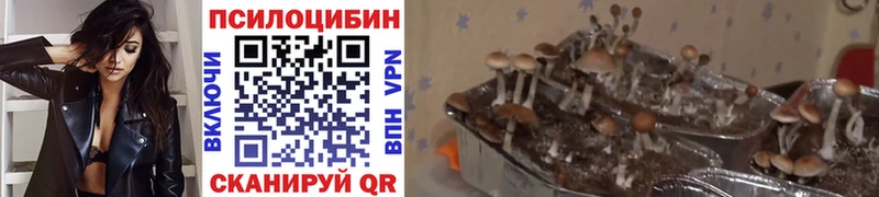 Псилоцибиновые грибы MAGIC MUSHROOMS  Купить где  Ладушкин 